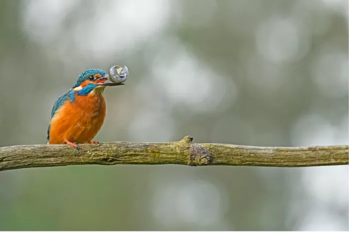 IJsvogel op een lange tak met een prooi in de snavel tegen een wazige achtergrond