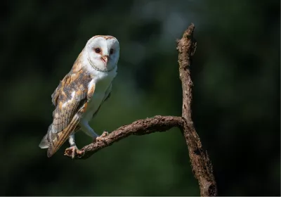 Kerkuil op tak in het avondlicht, de foto