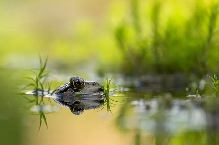 Kikker steekt net zijn kop boven het wateroppervlak uit, met een scherpe spiegeling en wazig groen riet op de achtergrond.