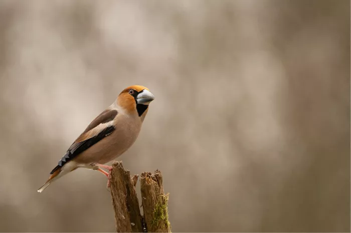 Appelvink met dikke snavel op een verweerde boomstronk tegen een bruine achtergrond
