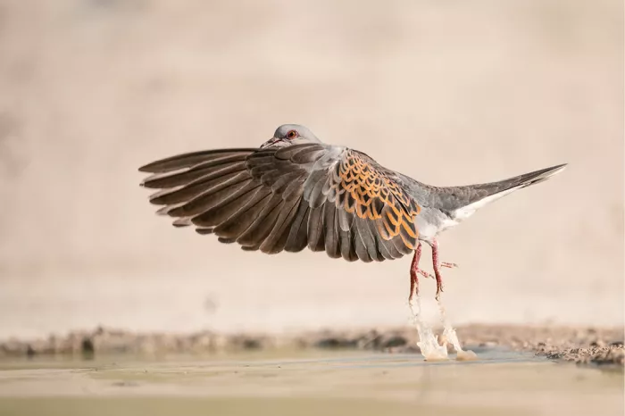 Zomertortel met gespreide vleugels vliegt op uit ondiep water, met opspattende druppels
