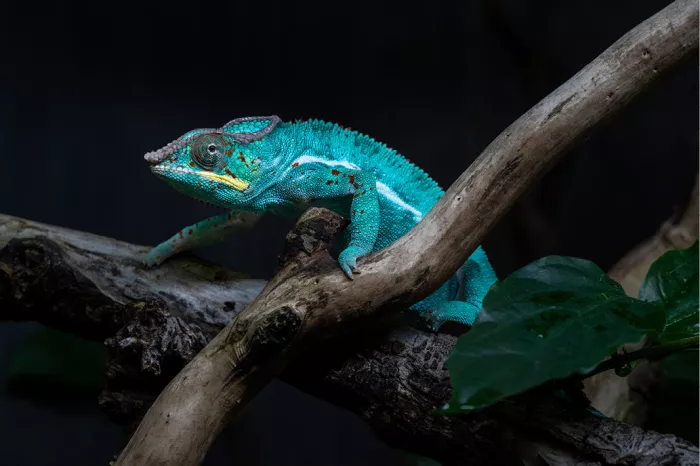 Turquoise panterkameleon klimt over een kale tak tegen een donkere achtergrond