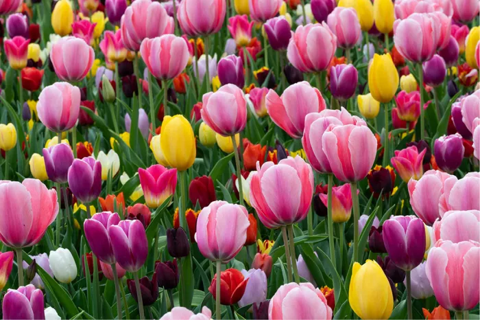 Dicht tapijt van tulpen in roze, paars, geel en rood
