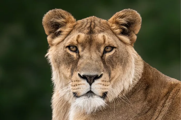 Leeuwin kijkt frontaal in de lens met amberkleurige ogen tegen een groene achtergrond