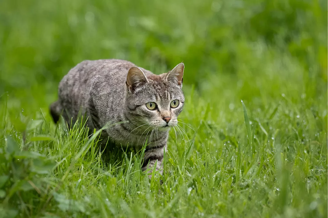 Gestreepte kat sluipt door nat groen gras en kijkt naar de kijker