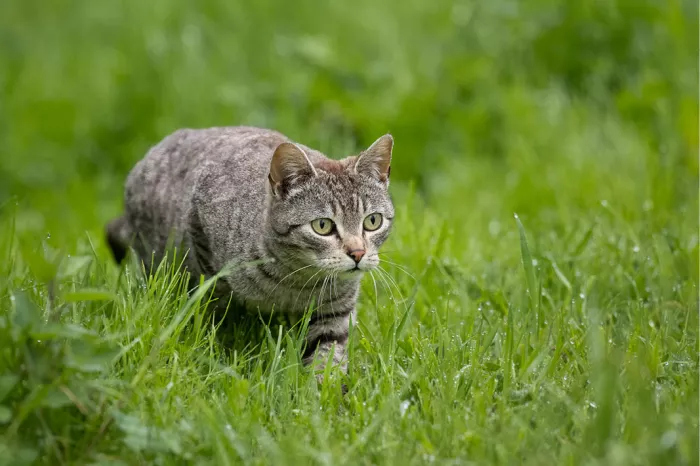Gestreepte kat sluipt door nat groen gras en kijkt naar de kijker