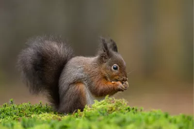Eekhoorn geniet van een lekker nootje, de foto