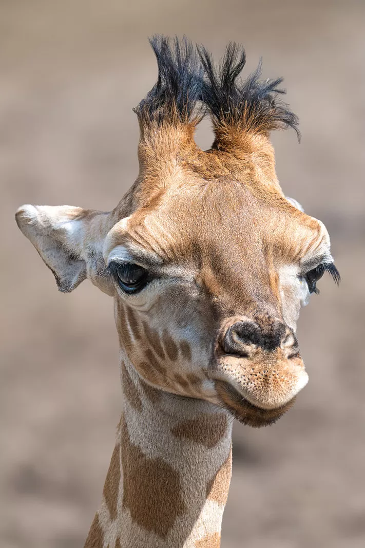 Jonge giraffe met donzige hoornstompjes kijkt scheef in de lens, in staand formaat