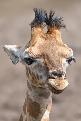 Jonge giraffe in close-up, de foto
