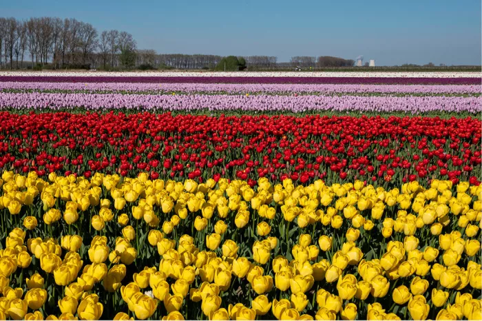 Brede stroken tulpen in geel, rood en paars lopen in rechte lijnen door het veld in Meerdonk, met bomenrijen aan de horizon.