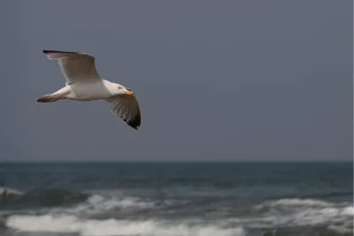 Meeuw vliegt over de zee, de foto