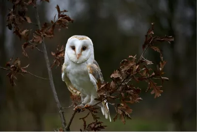 Kerkuil op tak in herfst sfeer, de foto