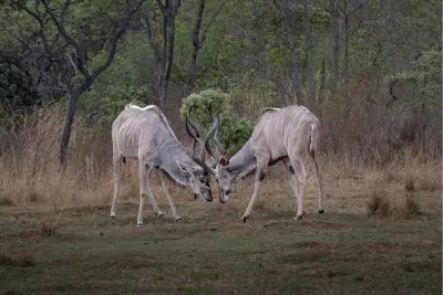 Kudu 's in de clinch, de foto