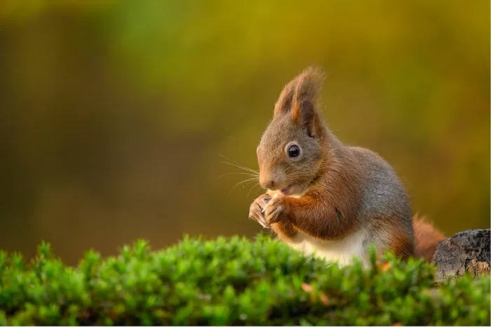 Rode eekhoorn eet een nootje in warm tegenlicht, achter een strook groen mos