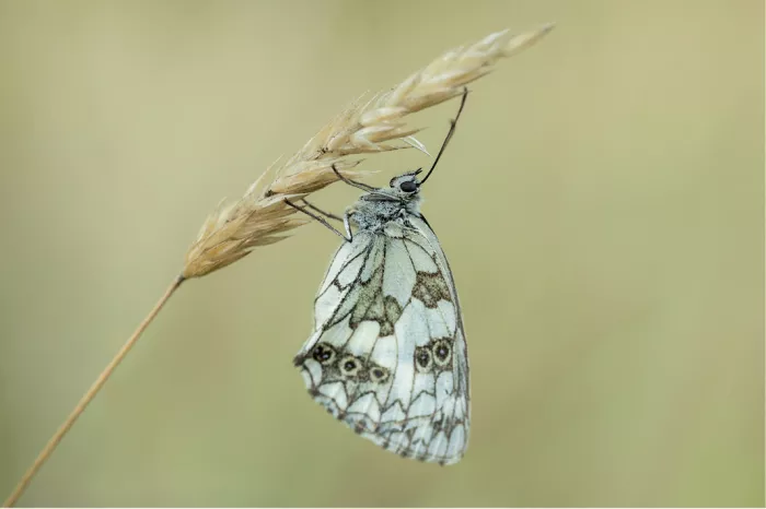 Dambordje met zwart-wit geblokte vleugels hangt aan een droge grasaar