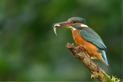 IJsvogel met visje, de foto