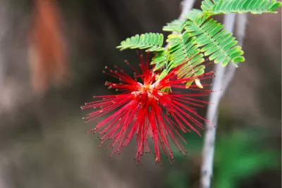 Calliandra tweedii, poederkwastboom, de foto