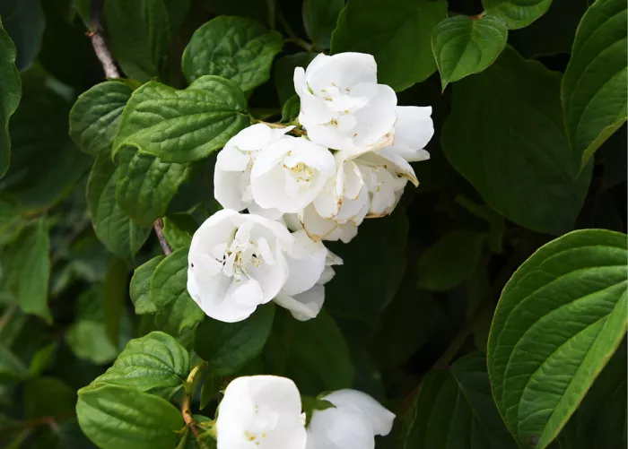 Witte bloemtrossen van een boerenjasmijn tussen donkergroene bladeren