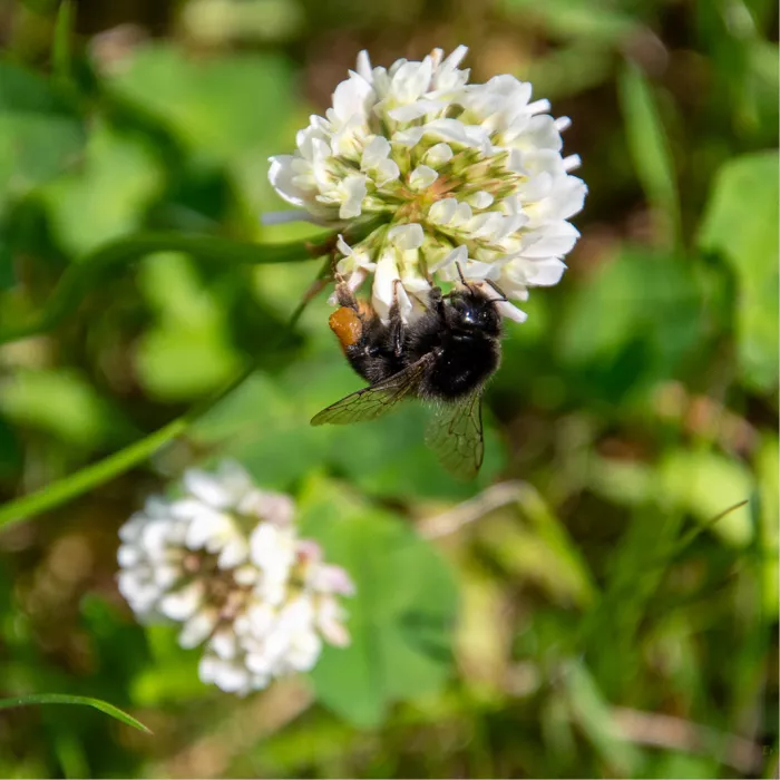 Zwarte hommel hangt onder een witte klaverbloem, met een tweede klaverbloem wazig op de achtergrond