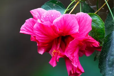 Hibiscus, Chinese roos, Hibiscus rosa-sinensis, de foto