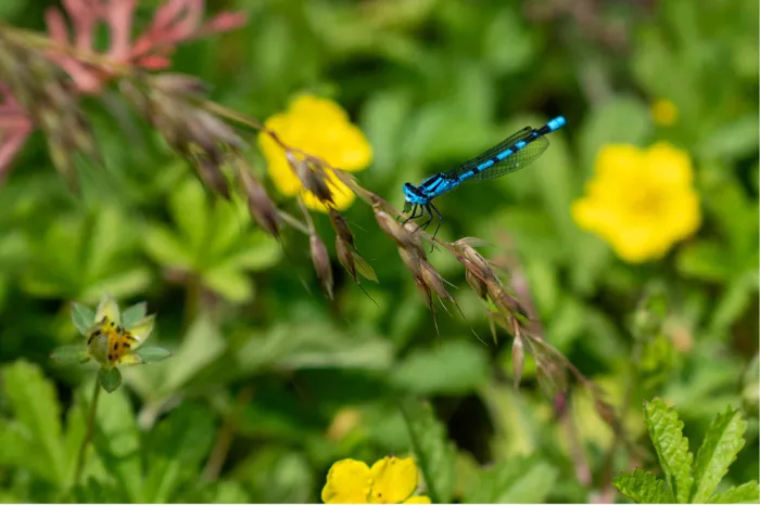 Blauwe waterjuffer op een grasaar met gele bloemen wazig op de achtergrond