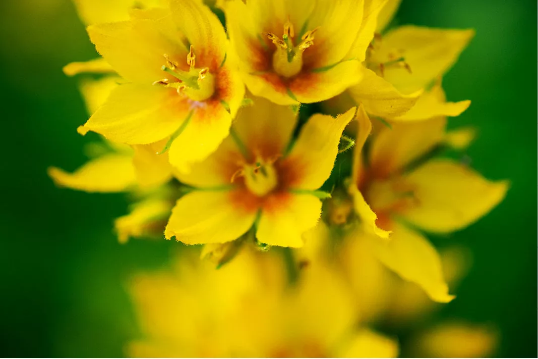 Gele bloemen van puntwederik met oranjerode kern tegen een donkergroene achtergrond