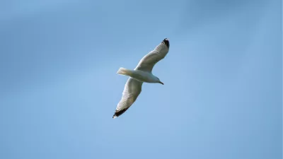 Ringsnavelmeeuw, de foto