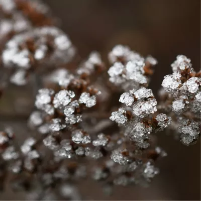 Ingevroren bloemmuisjes van een Sedum-plant, de foto