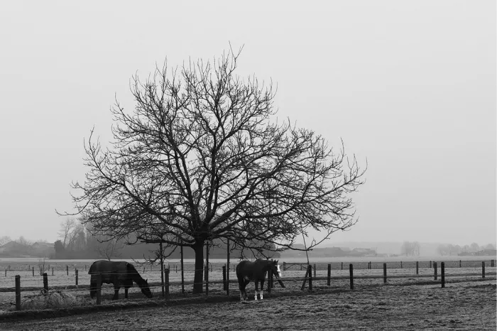 Kale boom en twee grazende paarden in een mistig winterweiland in zwart-wit