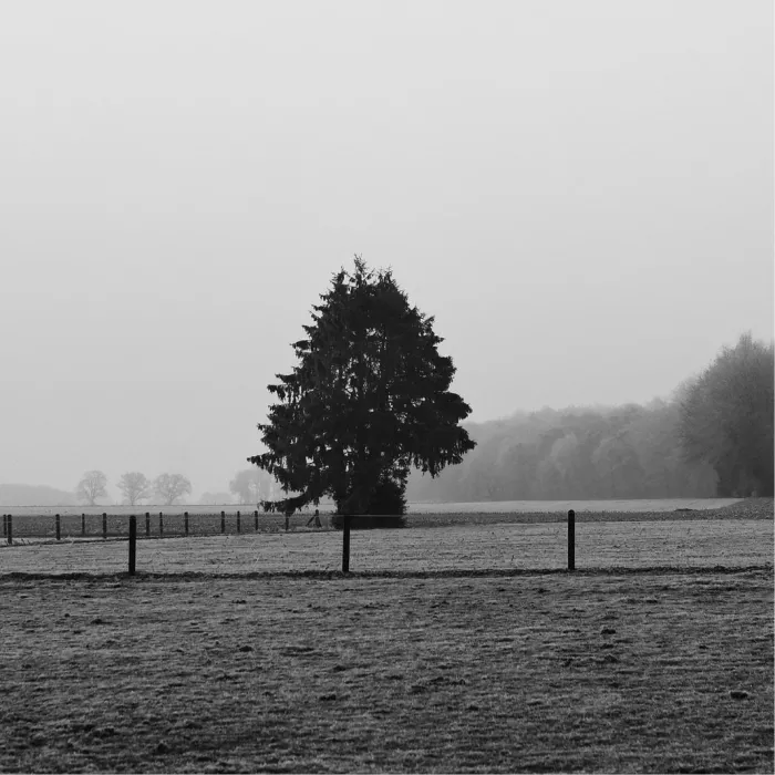 Eenzame naaldboom in een mistig winterweiland met een omheining ervoor, in zwart-wit