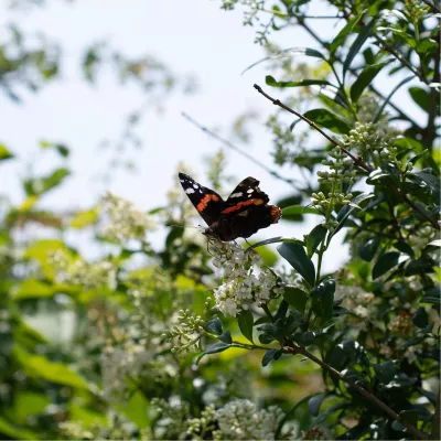 Atalanta (Vanessa atalanta), de foto