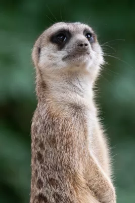 Stokstaartje, de foto