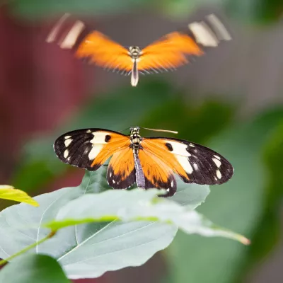 Heliconius hecale, hofmakerij, de foto