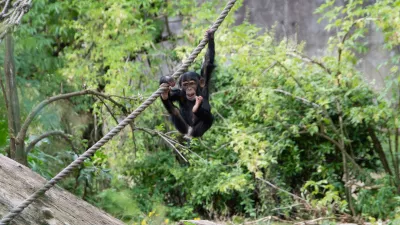 Chimpansee aan het touw, de foto