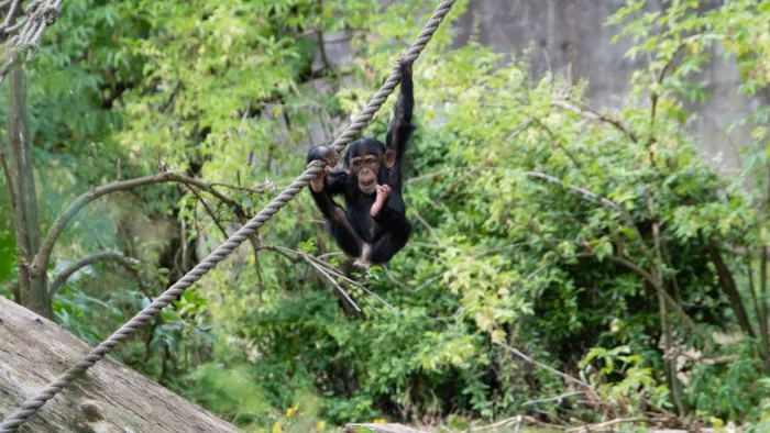 Jonge chimpansee hangt aan een schuin touw voor dichte groene begroeiing