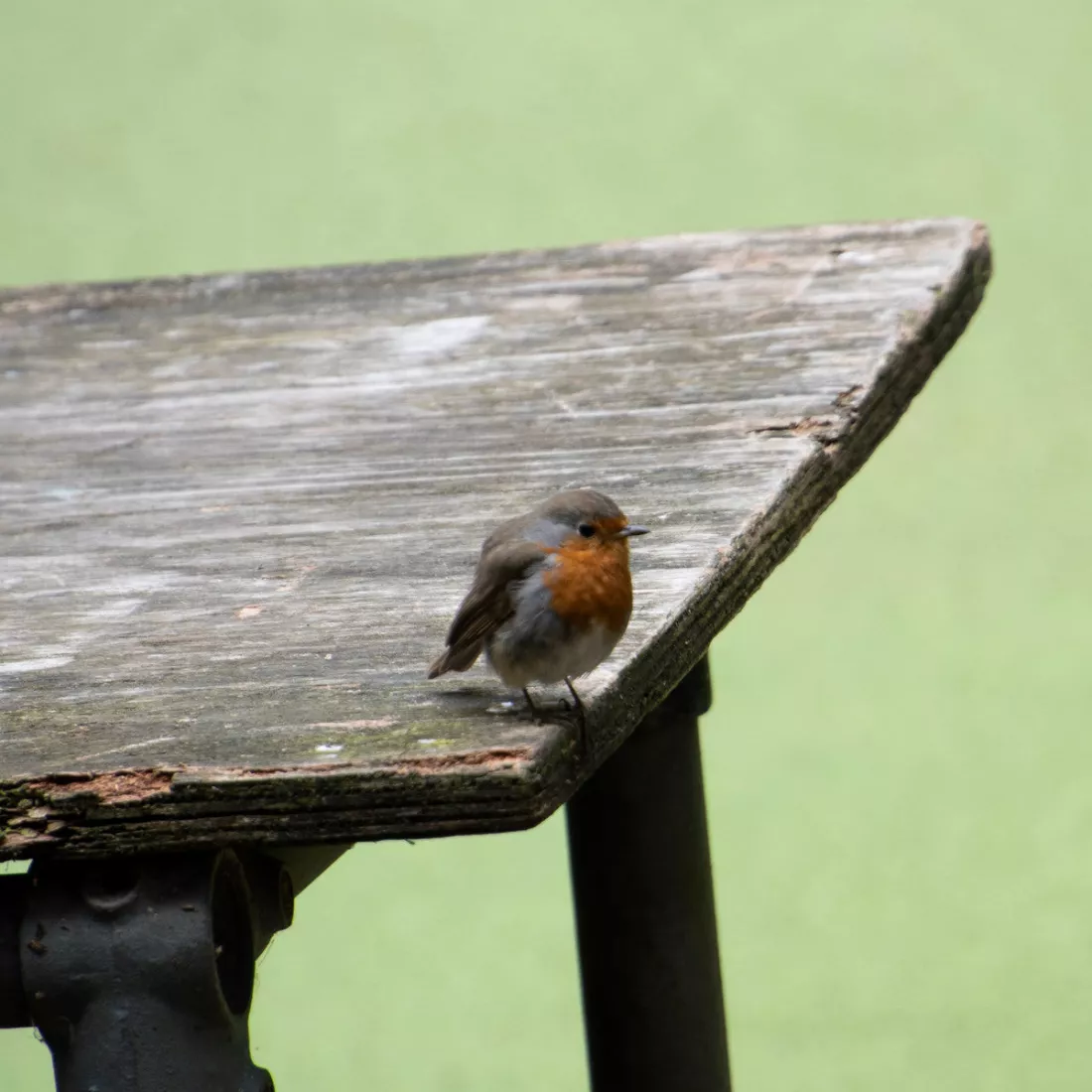 Roodborstje op de hoek van een verweerde houten tafel tegen een lichtgroene achtergrond