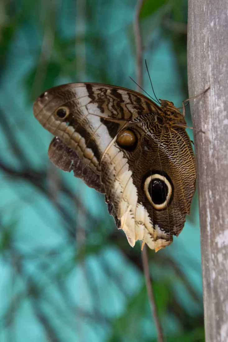Uilvlinder met grote oogvlek op de vleugel tegen een boomstam en een turquoise achtergrond