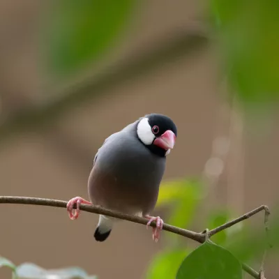 Rijstvogel, de foto