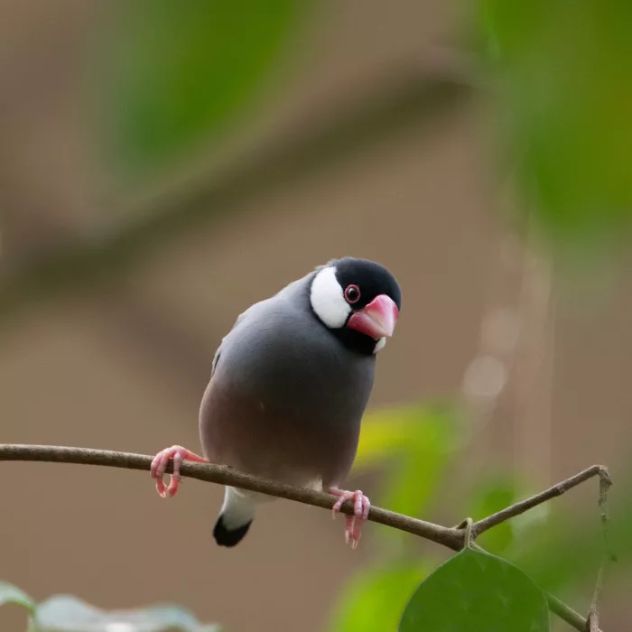 Grijze rijstvogel met zwarte kop en roze snavel op een dunne tak