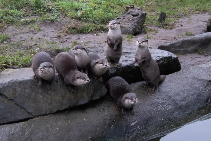 Groep kleinklauwotters op een rots aan het water, enkele rechtopstaand