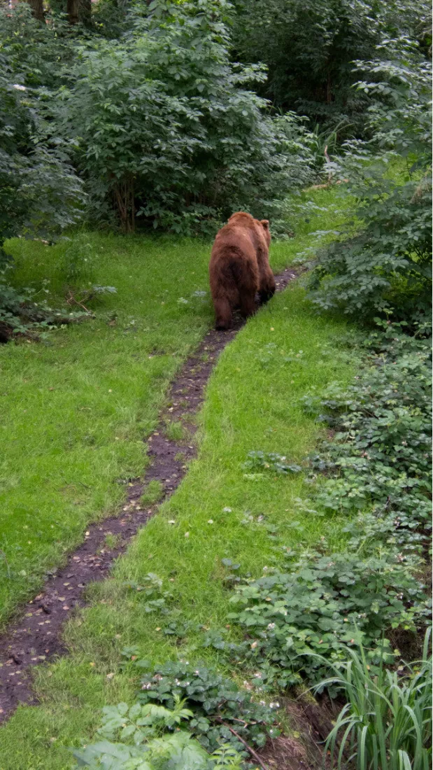 Bruine beer loopt weg over een smal pad door groen gras en struiken