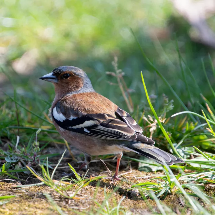 Mannetjesvink met roodbruine borst en blauwgrijze kop in profiel in het gras