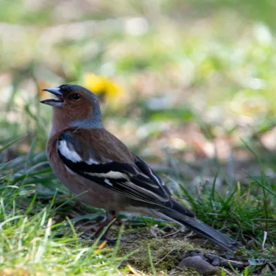 Zingende mannetjesvink, de foto