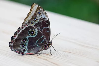 Blauwe Morpho, de foto