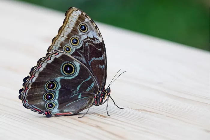 Blauwe morpho met gesloten bruine vleugels vol oogvlekken op een lichte houten plank