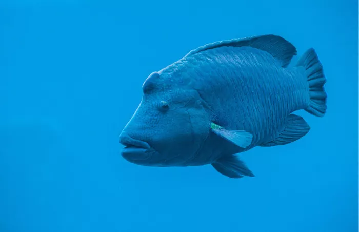 Blauwgroene napoleonvis met bult op het voorhoofd zwemt in helderblauw water