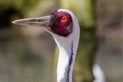 Witnekkraanvogel, de foto