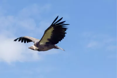 Andescondor, de foto