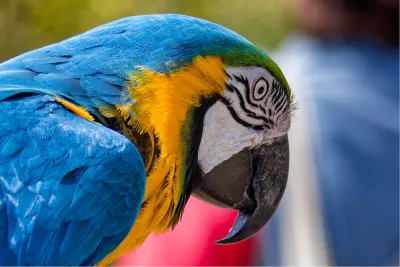 Blauw gele ara, de foto