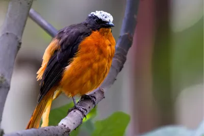 Oranje lawaaimaker, de foto